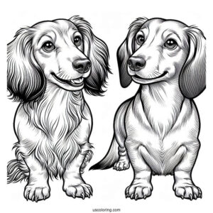 Two Dachshunds Posing For Picture