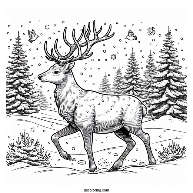 Wild Reindeer Walking In The Snow