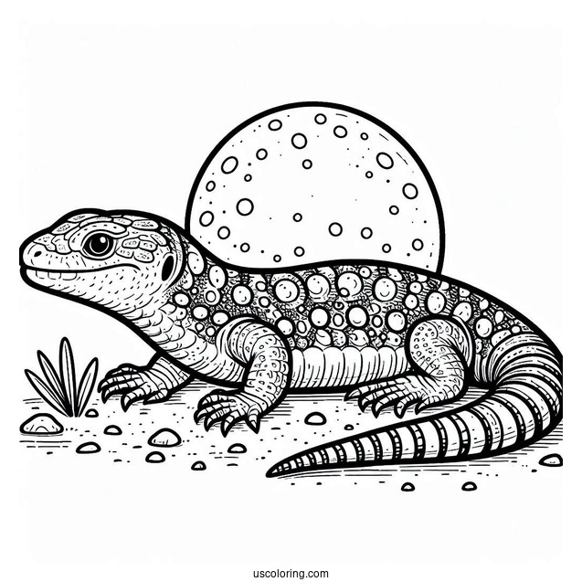 Shingleback Lizard Coloring Page