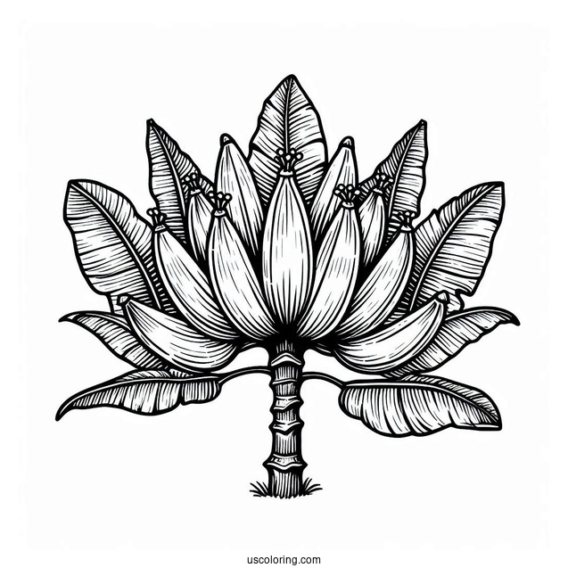 Banana Plant Coloring Page