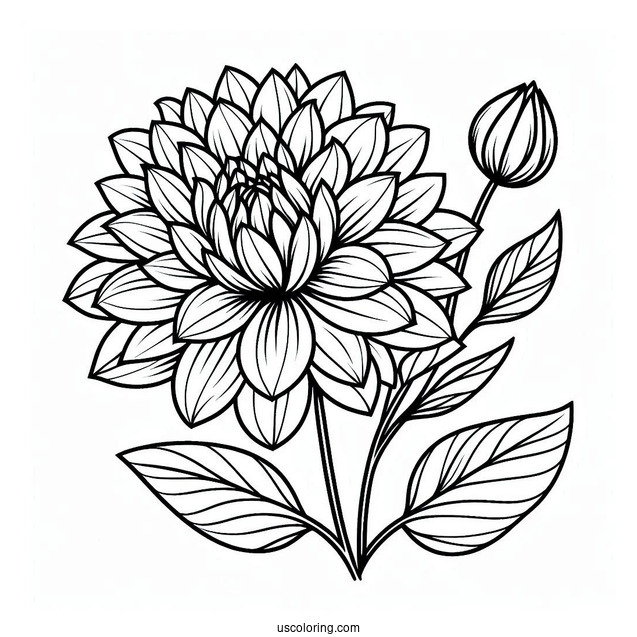 Flower Coloring Pages Of Linda s Baby Dahlia