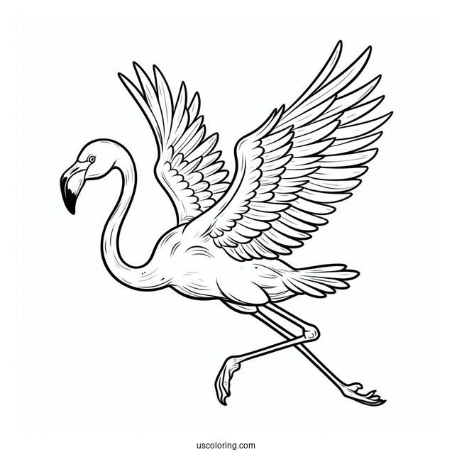 Flamingo Flying With Wings Spread Wide Open