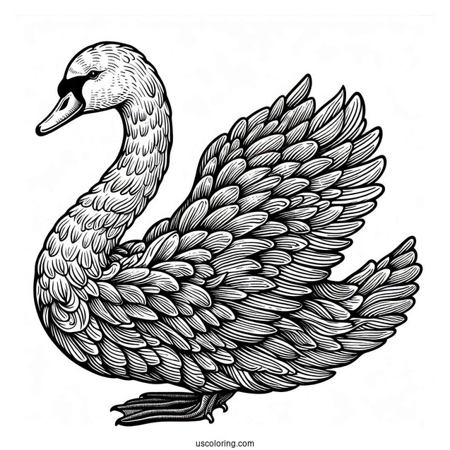 Large Regal Swan Coloring Page With Detailed Feathers