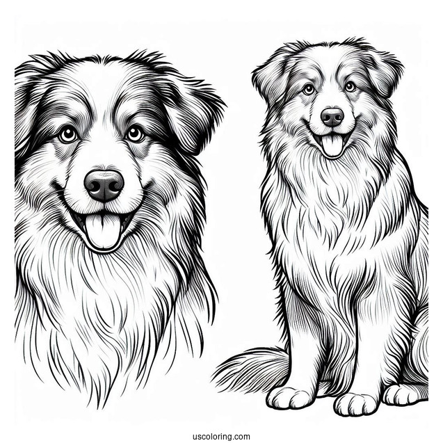 Coloring Page Of Realistic Australian Shepherd