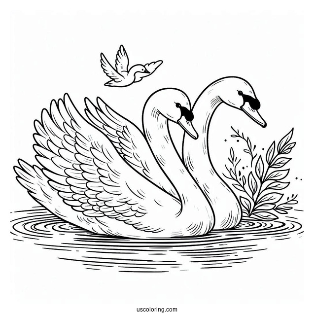 Two Adults Swan Coloring Page Swimming