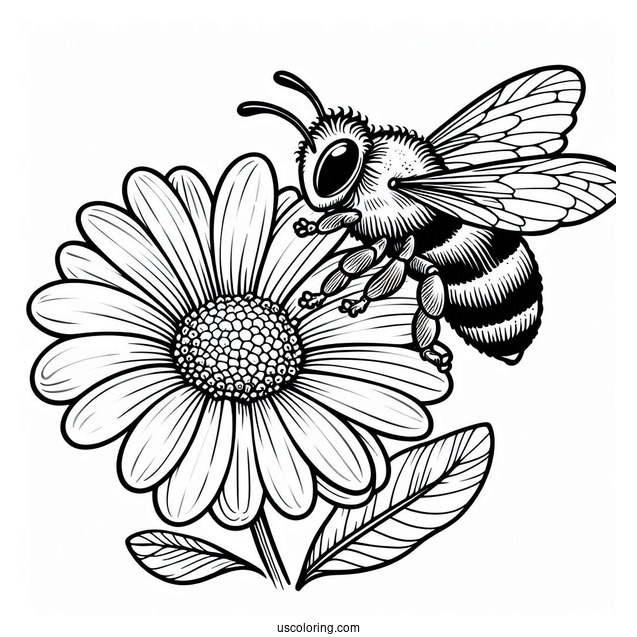 Pretty Little Bee Coloring Page Perched On A Daisy