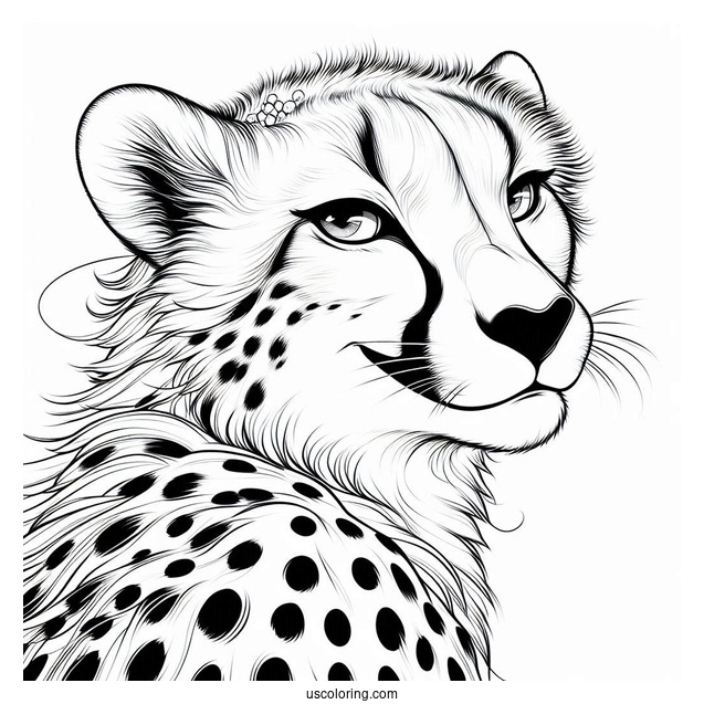 Female Cheetah Coloring Page Smirking