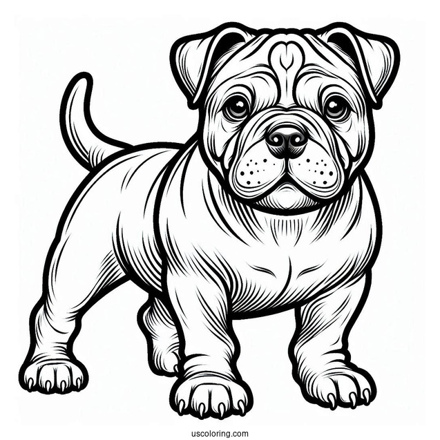 Coloring Page Of American Bulldog