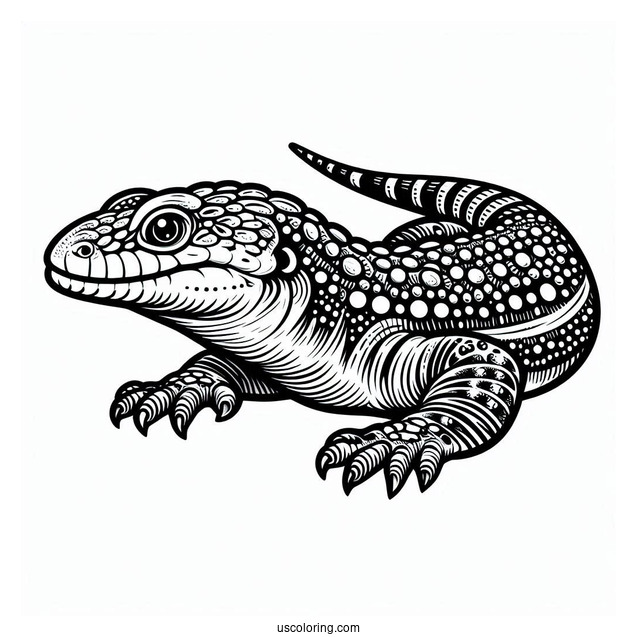 Shingleback Lizard Coloring Page