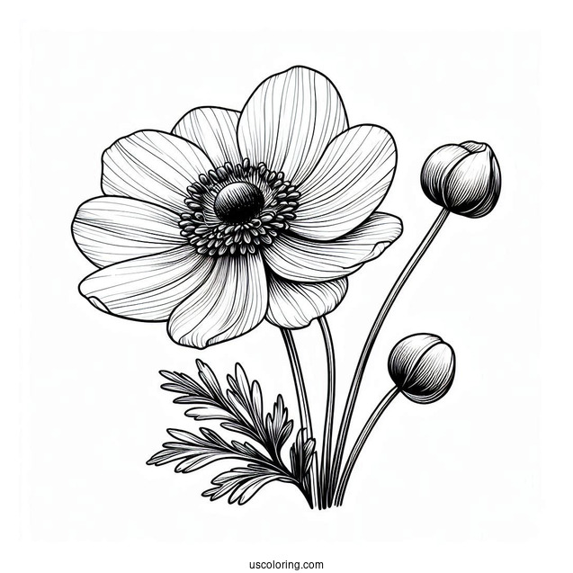 Flower Coloring Pages Of Realistic Anemone For Adults