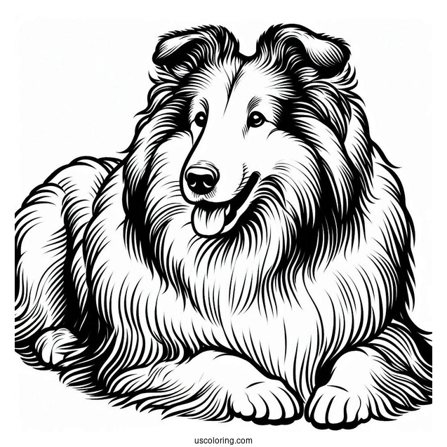 Easy Outline Of Rough Collie To Color