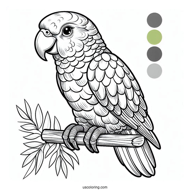Parrot With Large Beak To Color