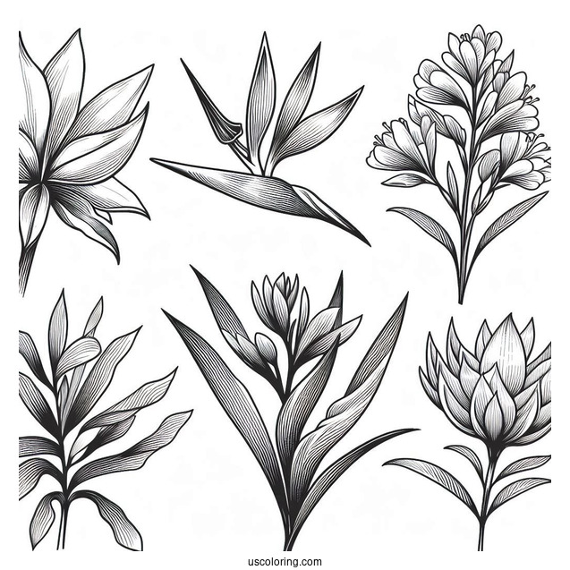 Flower Coloring Pages Of Exotic Tropical Orchid, Strelitzia, Hibiscus, Protea, And Calathea
