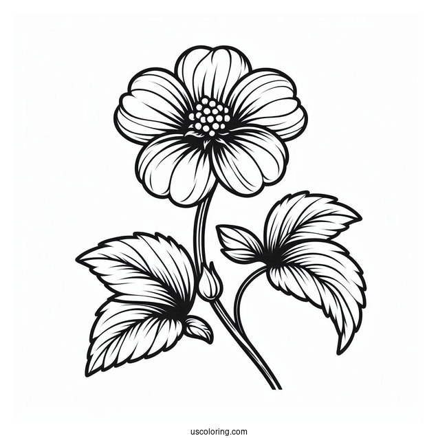 Flower Coloring Pages Of Shoeblackplant In Full Bloom
