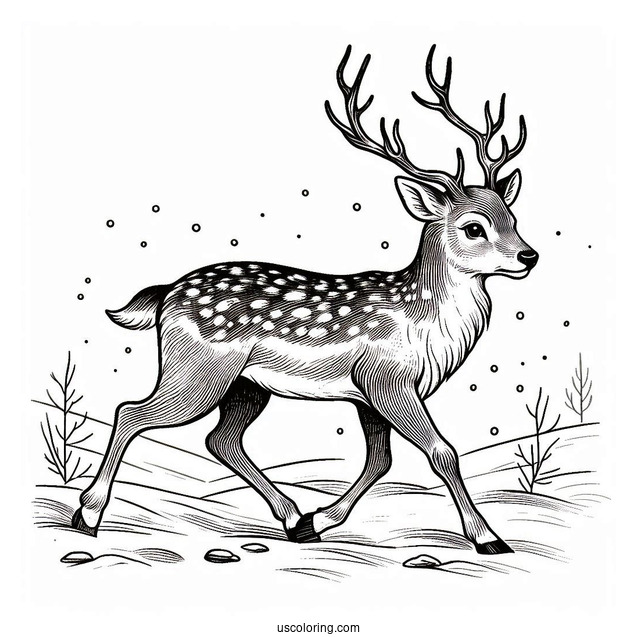 Wild Reindeer Walking In The Snow