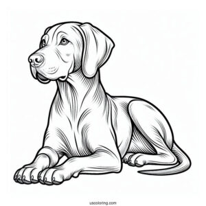 Coloring Page Of Vizsla Dog Sitting Down