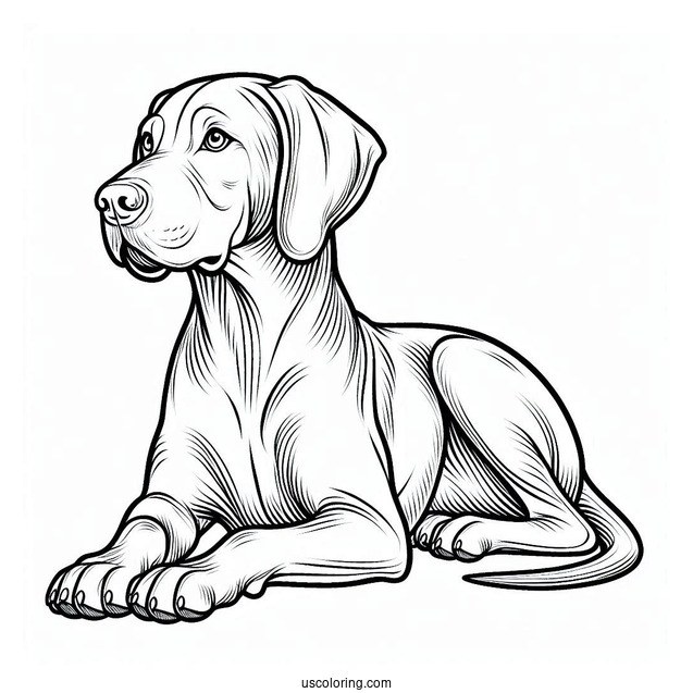 Coloring Page Of Vizsla Dog Sitting Down