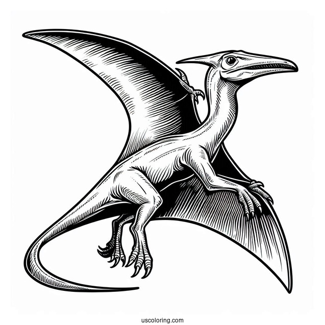 Pterodactyl Coloring Page With Sharp Beak