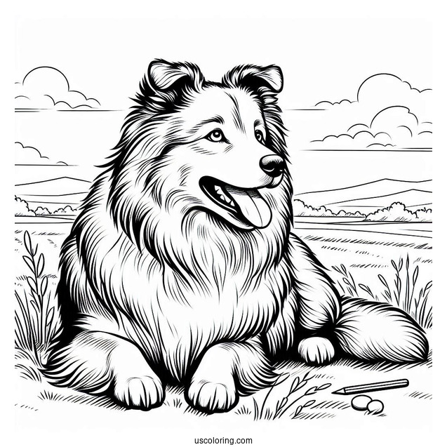 Sheepdog Resting In Field To Color