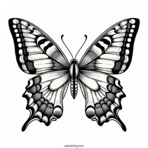 Old World Swallowtail Butterfly