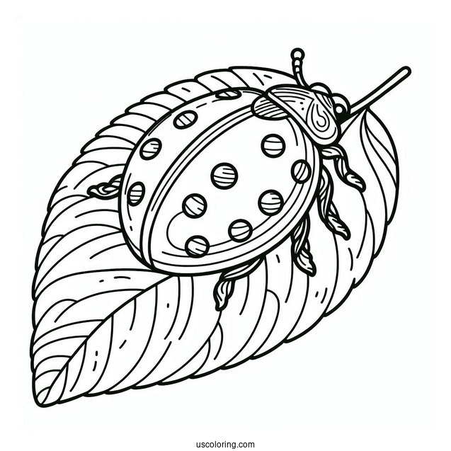 Ladybug Beetle Coloring Page On A Leaf For Kids