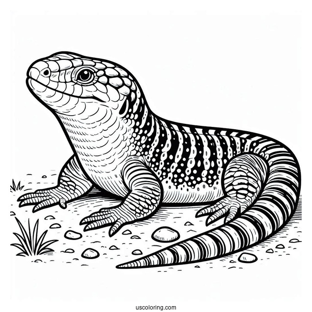 Lizard Coloring Page of Scaly Blue Tongued Skink On Ground
