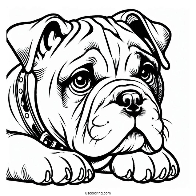 Coloring Page Of American Bulldog