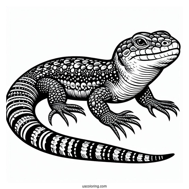 Shingleback Lizard Coloring Page