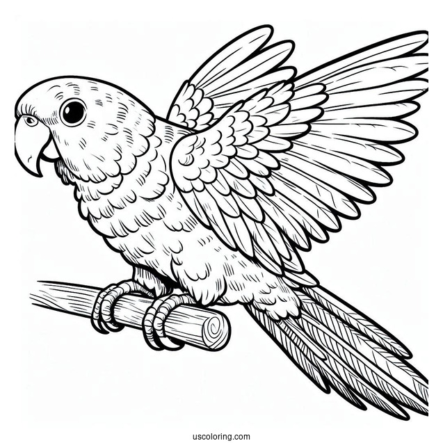 Easy To Color Caique Parrot