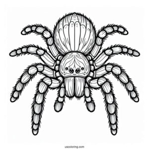Himalayan Spider Coloring Sheet For Kids