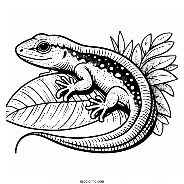 Sand Lizard Coloring Page On Leaf