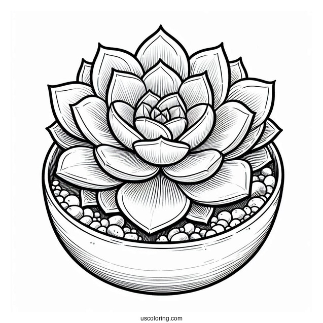 Easy Echeveria Succulent Coloring Page For Kids