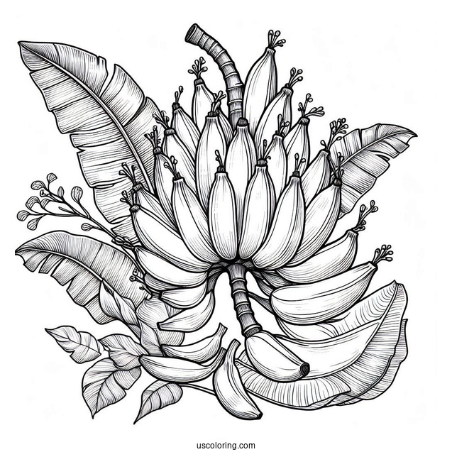 Banana Plant Coloring Page