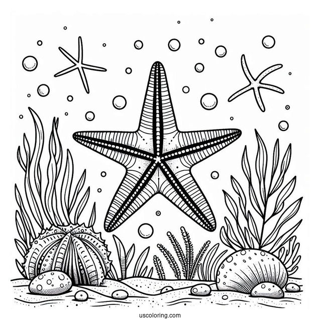 Simple Starfish Coloring Page On The Sea Floor With Sea Cucumber And Brittle Star
