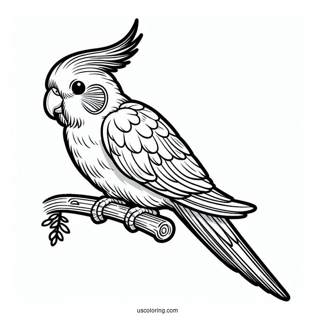 Cockatiel Coloring Page