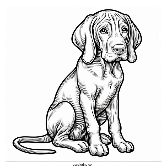 Coloring Page Of Vizsla Dog Sitting Down