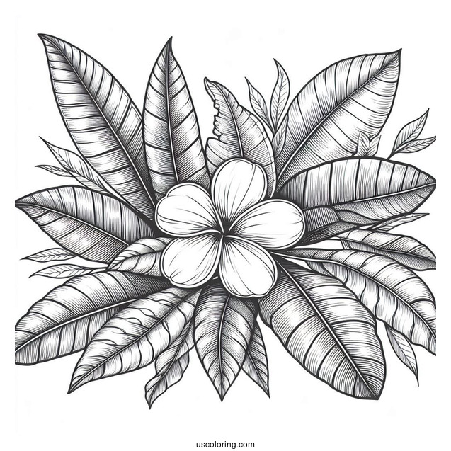 Flower Coloring Pages Of Plumerias On Large Leaves