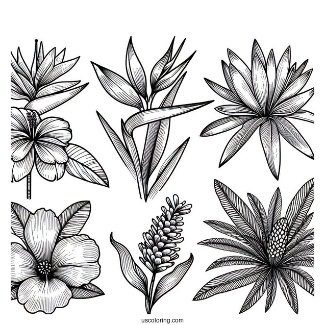 Flower Coloring Pages Of Exotic Tropical Orchid, Strelitzia, Hibiscus, Protea, And Calathea