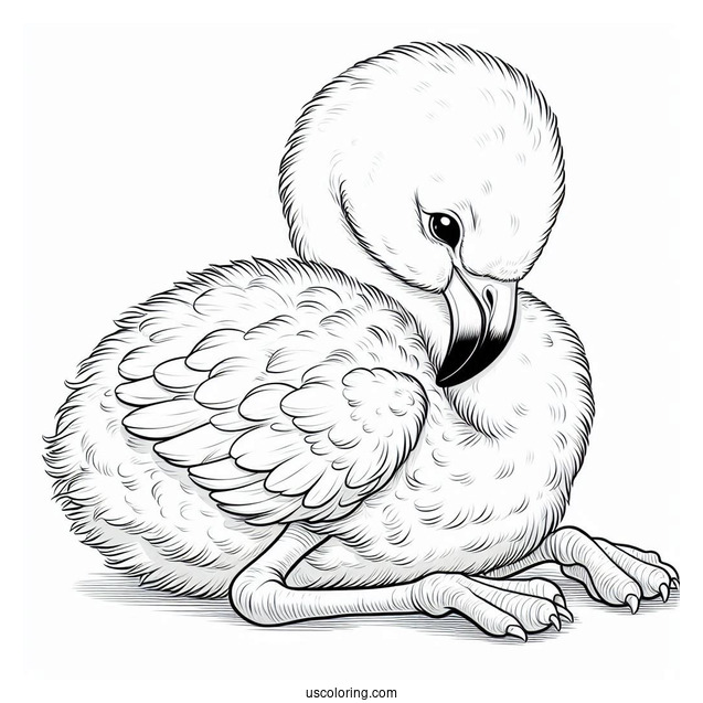Realistic Baby Flamingo To Color