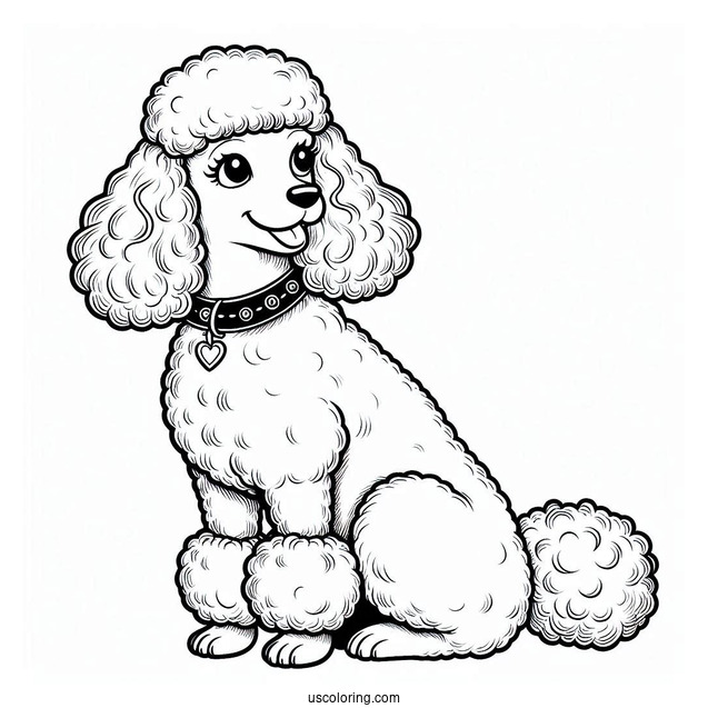 Poodle Dog With Collar