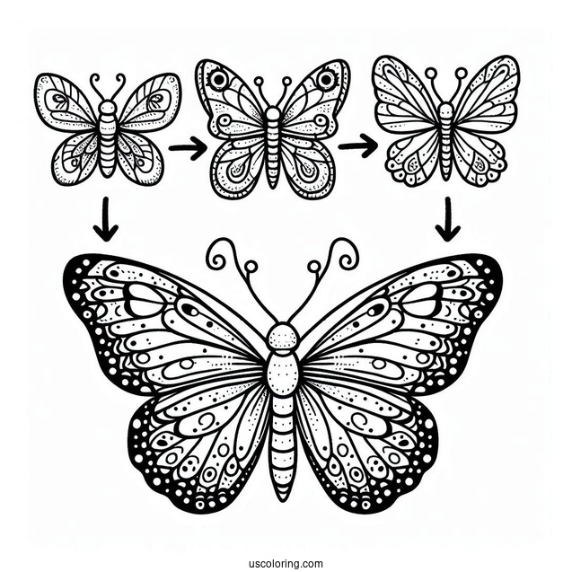 Comprehensive Butterfly Coloring Page Life Cycle