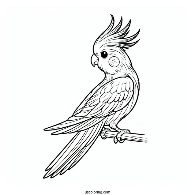 Cockatiel Coloring Page