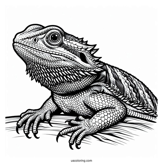 Central Bearded Dragon Lizard Coloring Page