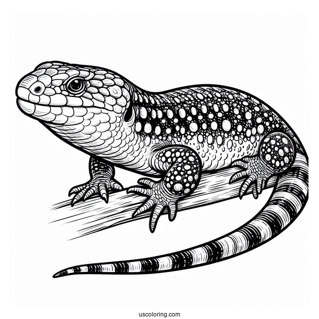 Shingleback Lizard Coloring Page