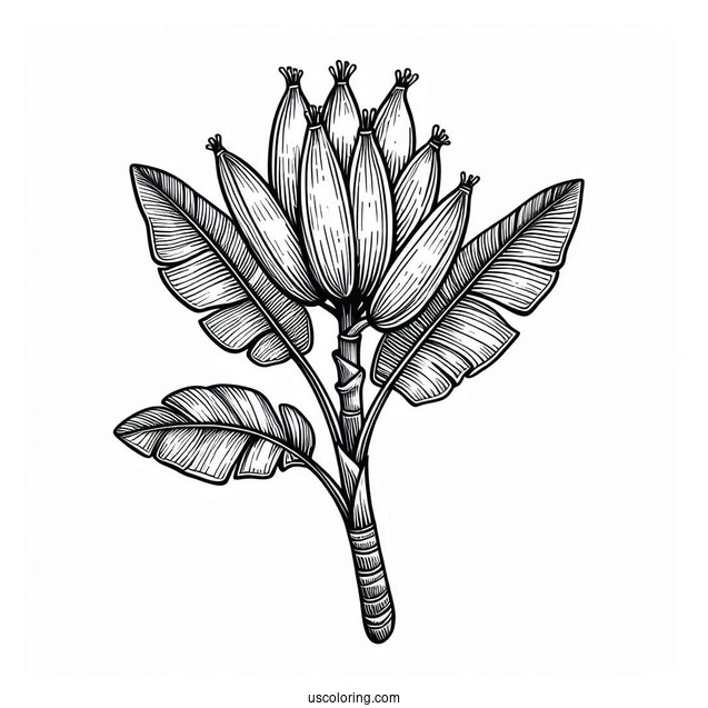 Banana Plant Coloring Page