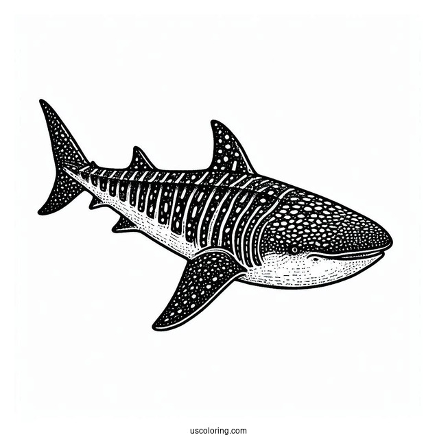 Textured Whale Shark Coloring Page