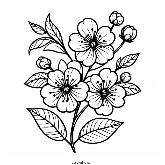 Flower Coloring Pages Of Easy Cherry Blossoms For Kids