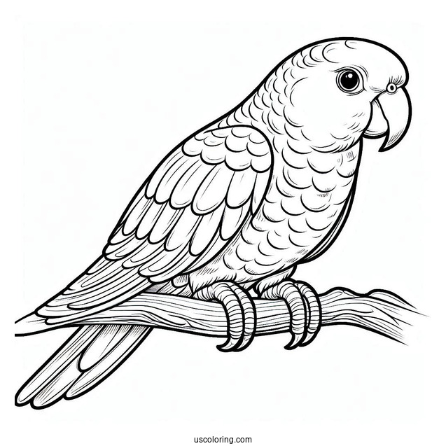Easy To Color Caique Parrot