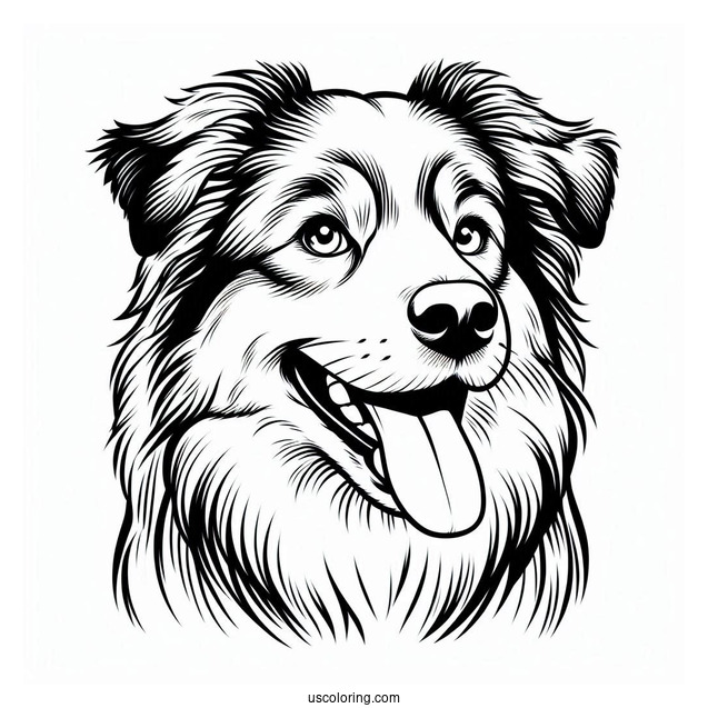 Australian Shepherd Dog With Tongue Out