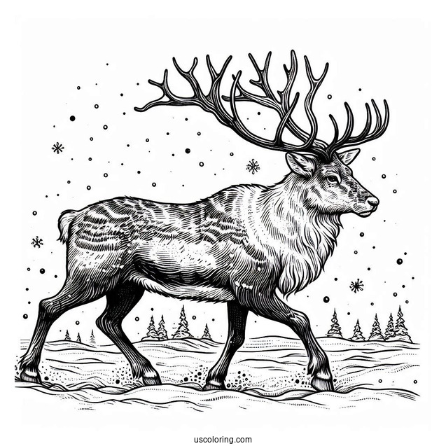 Wild Reindeer Walking In The Snow